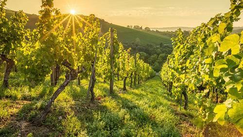 Sun setting over a vineyard