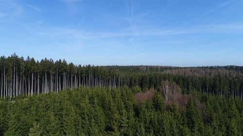 Metzler-Holz KG in 6870 Bezau