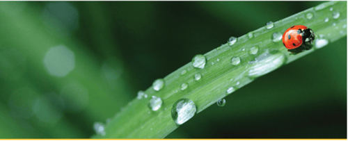 Ladybug on a blade of grass with water droplets