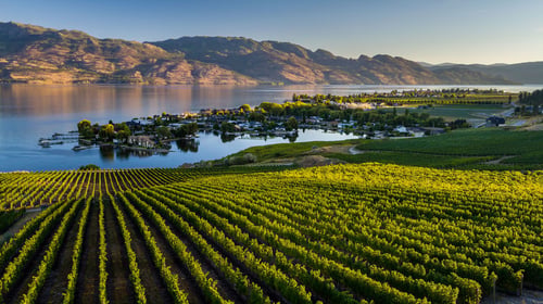 Winery in Kelowna BC, Canada. View is from up the hill looking at the vineyards, lake, and Mountains.