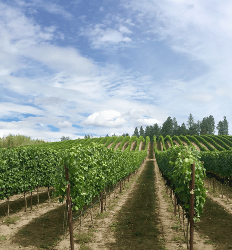 Scenic vineyard with lush green grapevines planted in neat rows, leading to a horizon of tall trees and a partly cloudy blue sky above. Peaceful ambiance.