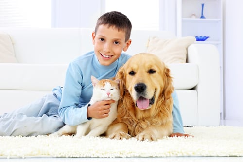 A child on the left, cuddling a cat and a dog on clean carpets.