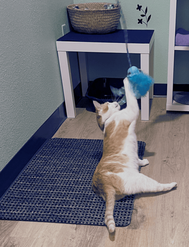 Call Dantorion's Catnap Inn in Las Vegas, NV 89145 today at (702) 247-6849