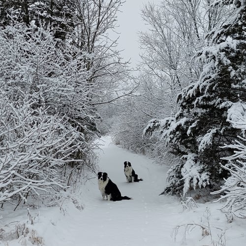 Dogs on winter trail