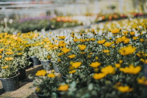 Blumen Plattner - Blütenflair & Gartenlust in 6391 Fieberbrunn