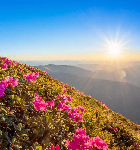 Mountain landscape with vibrant pink flowers on a sunlit slope. The sun rises over hazy mountain ranges under a clear blue sky, creating a serene scene.