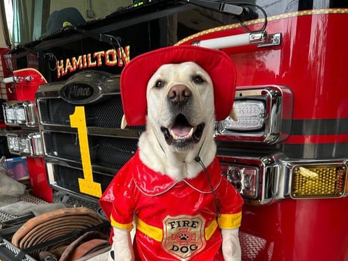 Dozer from Hamilton Township, NJ, Division of Fire