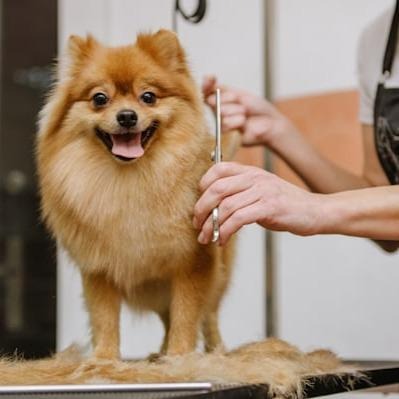 Petco Dog Grooming | Redondo Beach
