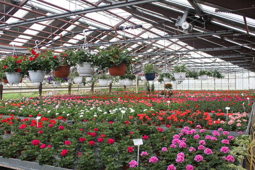 https://www.xn--regg-blumen-thb.ch/
