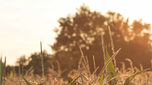 Sunlit cornfield sways gently under a warm glow, with lush green stalks and delicate tassels against a backdrop of trees.