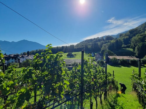 Unser Rebberg