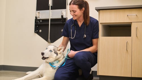 husky with blue eyes next to a veterinarian