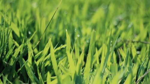 grass