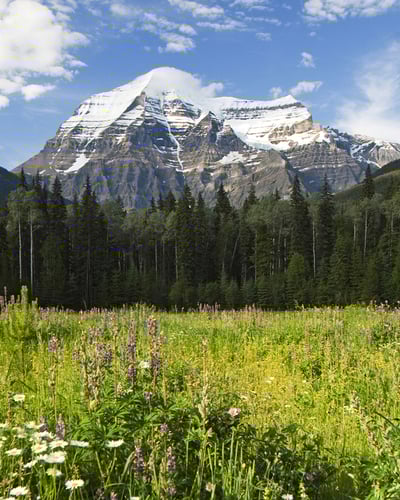 Mount Robson with snow-capped peak rising above evergreen forest and wildflower meadow in British Columbia