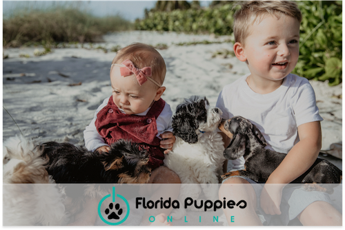 Florida Puppies Online