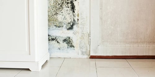 How to Prevent Mold in Florida Homes: A Homeowner's Guide
