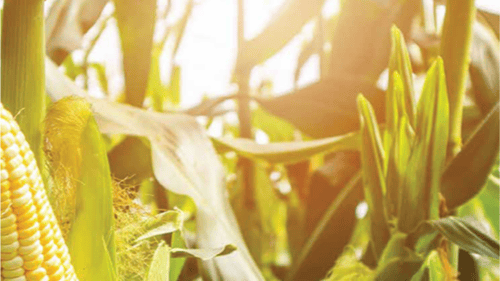 Sunlight filters through corn plants, highlighting an ear of corn on the stalk, surrounded by lush green foliage.