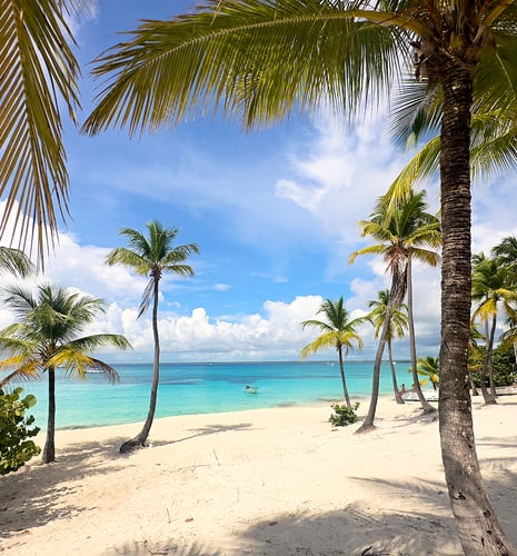 Tropical beach with tall palm trees, white sand, and clear turquoise water under a bright blue sky with fluffy clouds, conveying a serene paradise.
