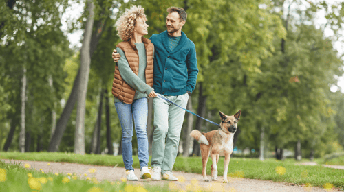 Couple walking with dog