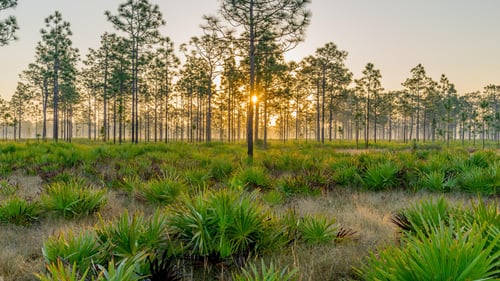 Rustic, modern setting