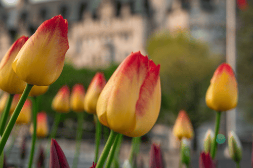Close-up shot of yellow and reds tulips swaying in the wind.