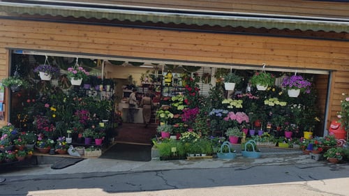Blumen Renate Petrides 1180 Wien Außenansicht