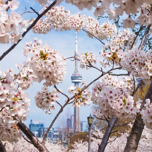 CN tower wih sakura flowers