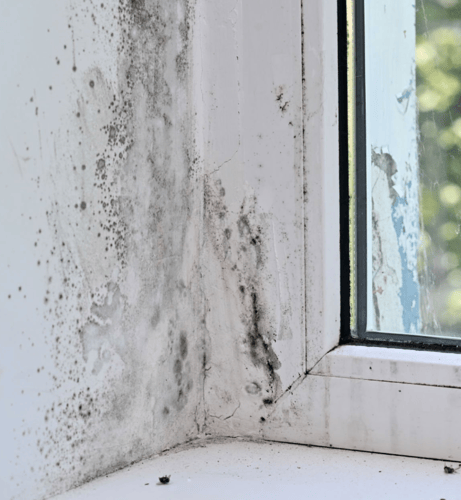 Mold Remediation Restoration 1 Reno-Tahoe