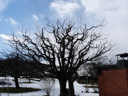 Obstbaumpflege nacher