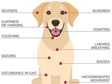 Pet carbon monoxide safety tips