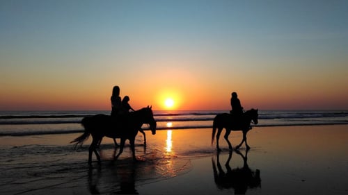 horses walking on the beach during sunset