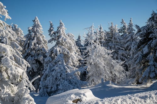 snow covered trees