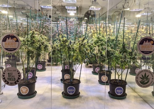 cannabis dispensary vail colorado