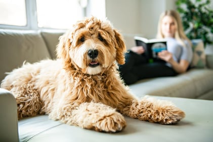 A serene scene with a dog lying on the couch and a woman reading in the background, depicting a peaceful home environment.