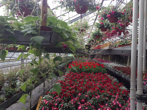 Morgenthaler Gärtnerei Gartenpflege Blumengeschäft