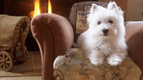 Westie puppy sitting on a couch