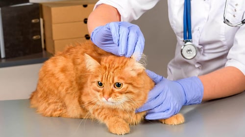 Solvitas Zvirgzdiņas Veterinārā klīnika Tukumā