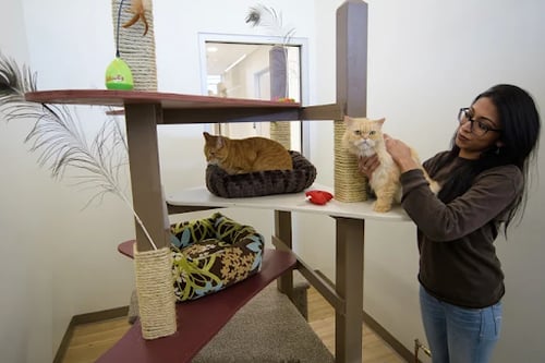 Cats being taken care of at Olde Towne Pet Resort
