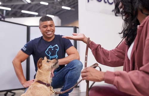 a dog learning the sit command in a private lesson
