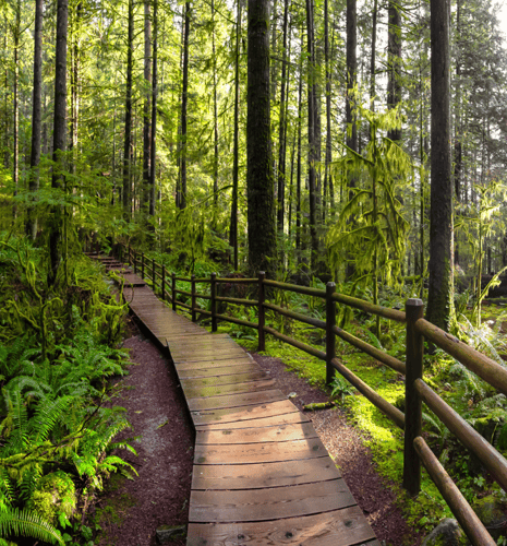 Wooden pathway meanders through a lush, sunlit forest of tall trees and vibrant green foliage, evoking a peaceful and inviting atmosphere.