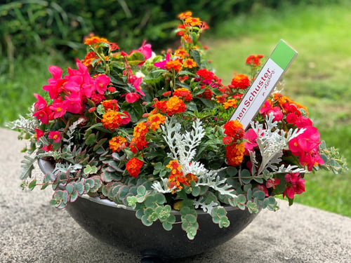 Blumen Schuster in Meidling - Christine Schuster