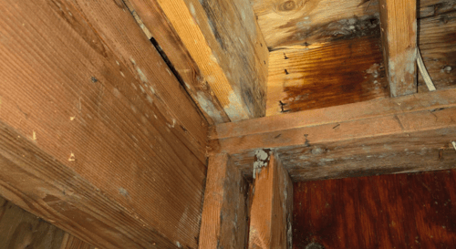 Mold Remediation Restoration 1 Reno-Tahoe