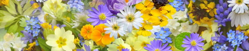 Blumen Maier in 9971 Matrei in Osttirol