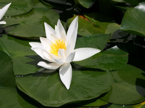 Seerose weiss