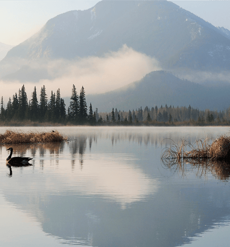 A serene lake reflecting pine trees and misty mountains, with a lone goose gliding across the water. The scene is calm and peaceful at dawn.