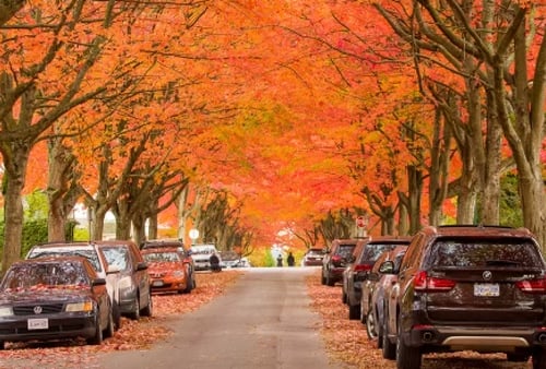 A serene street lined with cars and vibrant orange-red autumn trees forming a canopy. Fall leaves cover the ground, creating a warm, peaceful atmosphere.