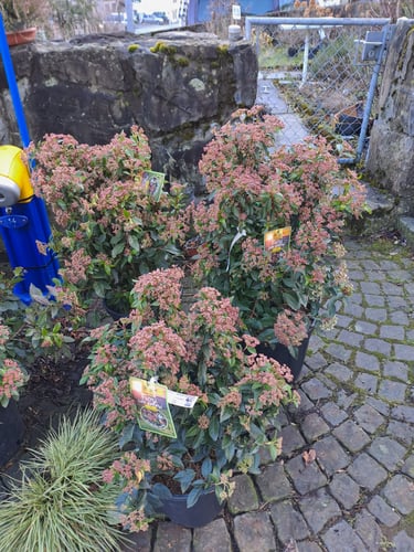 Frühlingserwachen