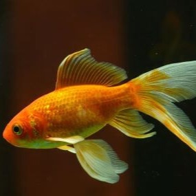 Petco Redding Churn Creek Aquatics Department