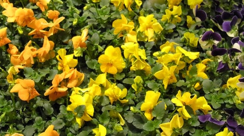 Veilchen