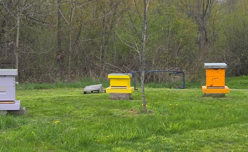 Bee Hives